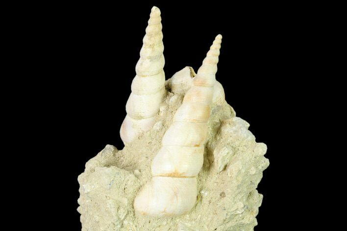 Fossil Gastropod (Haustator) Cluster - Damery, France #136012